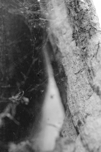 Further down the rabbit hole... it looks the same only more spiders.